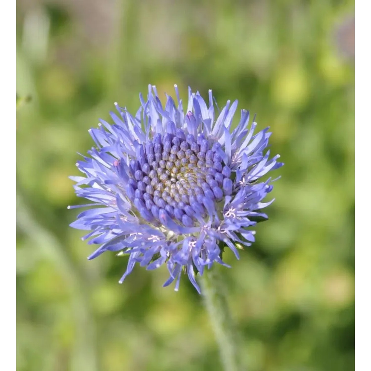 Ausdauernde Sandglöckchen - Jasione,aevis