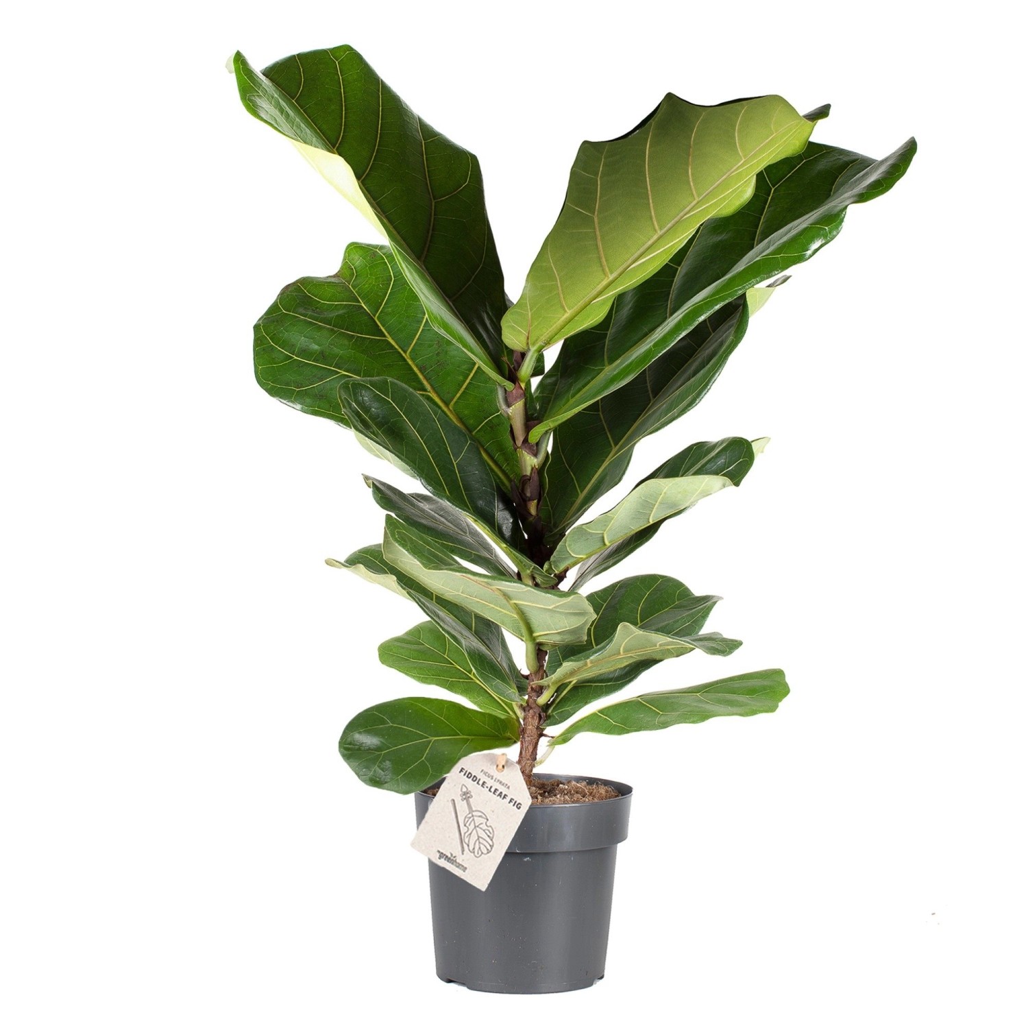 Geigenfeige Höhe ca. 65 - 75 cm Topf-Ø ca. 17 cm Ficus lyrata