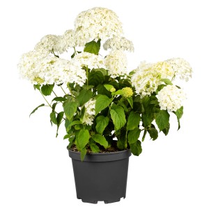 Ballhortensie Beauty Bell White im Topf, weiße Blütenbälle und grüne Blätter.