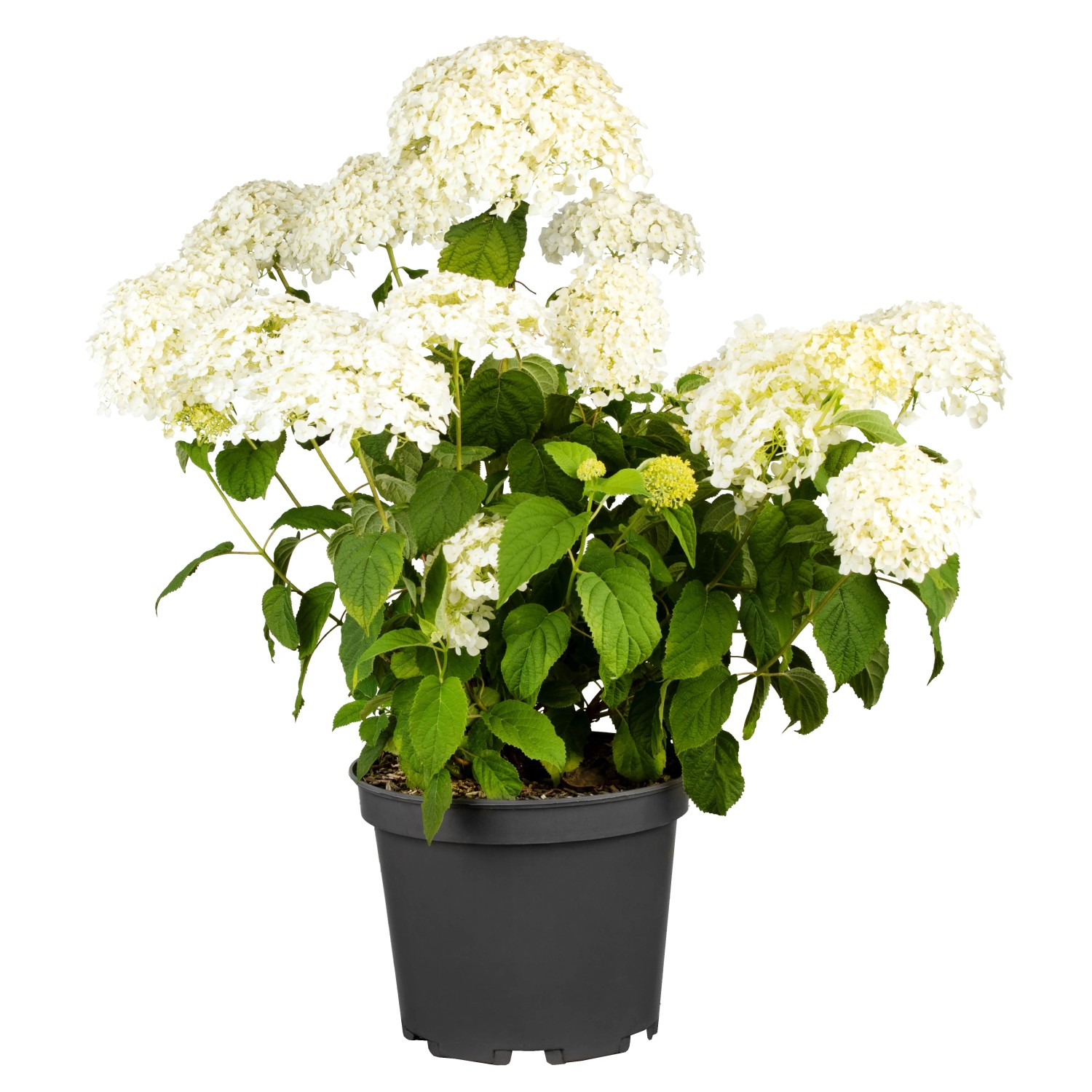 GROW by OBI Ballhortensie Beauty Bell White H 20-30 cm Topf ca. 2,3l Hydrangea