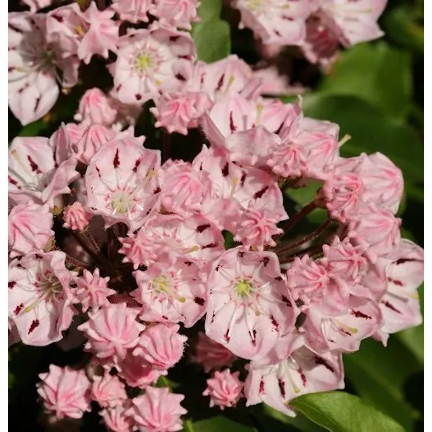 Berglorbeer Moyland 40-50cm - Kalmia latifolia