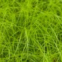 Detailaufnahme von Carex remota Gras im Spezialset Arbeitsloser Vorgarten. Grüne, filigrane Halme.