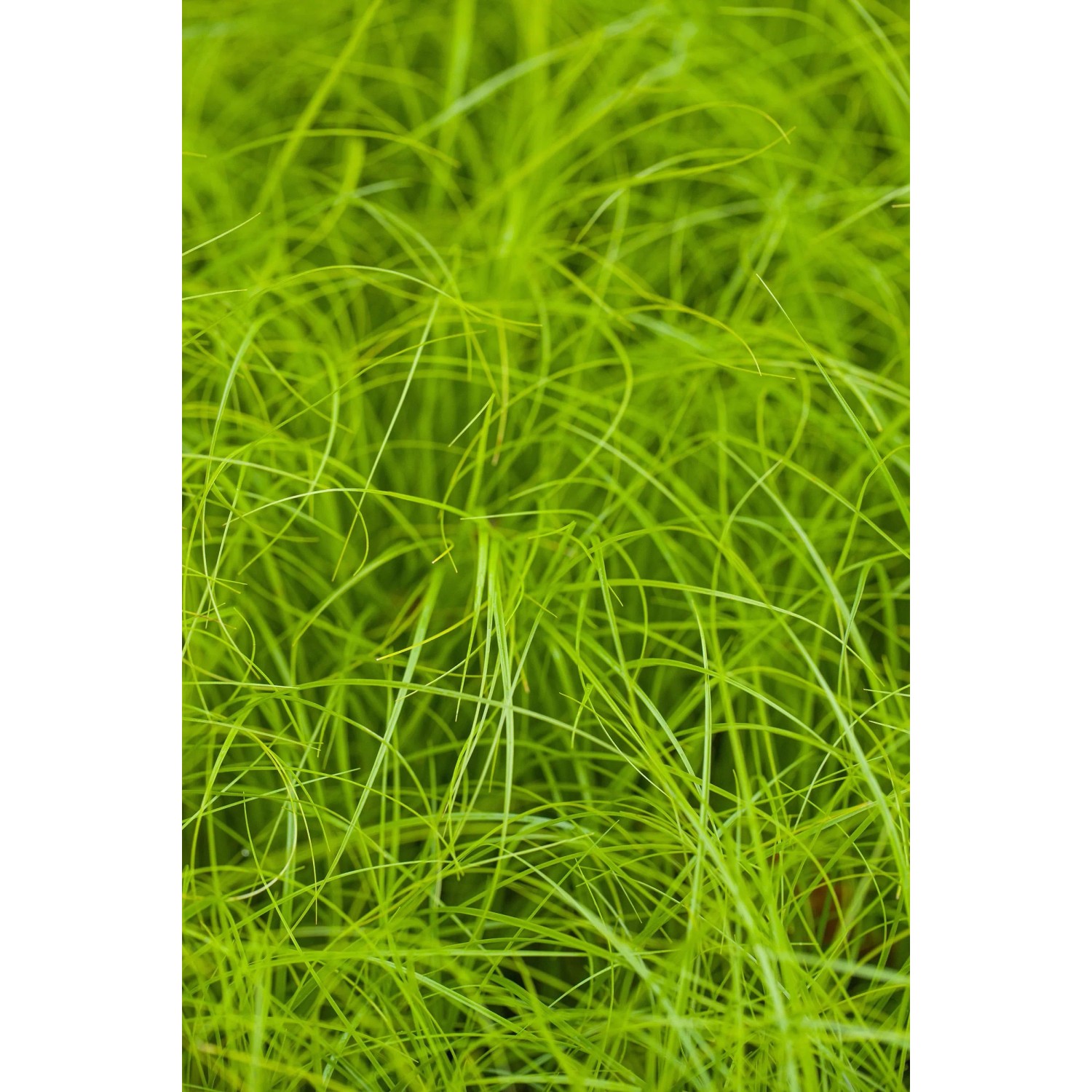 Detailaufnahme von Carex remota Gras im Spezialset Arbeitsloser Vorgarten. Grüne, filigrane Halme.