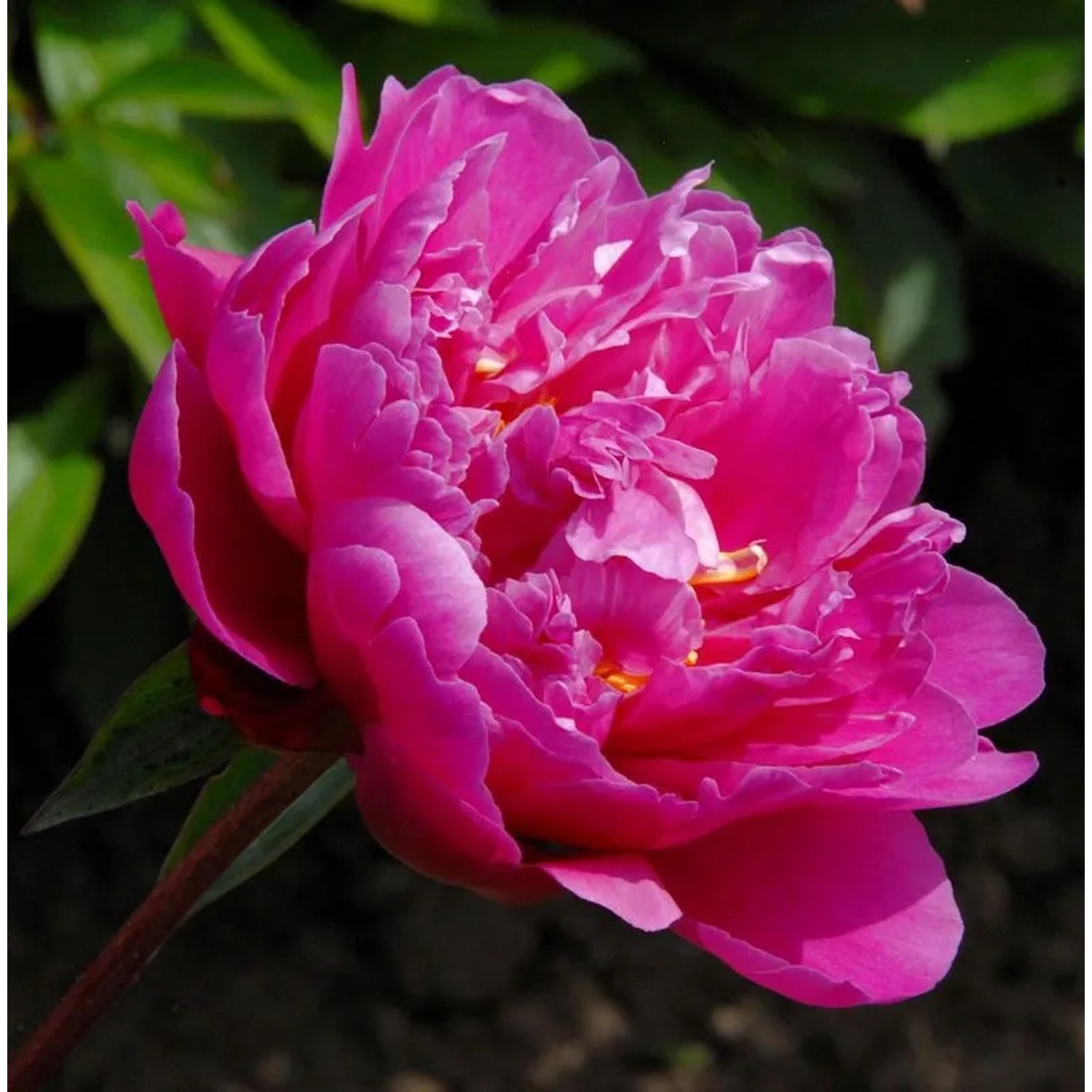Edelpfingstrose Victoire de,a Marne - Paeonia,actiflora
