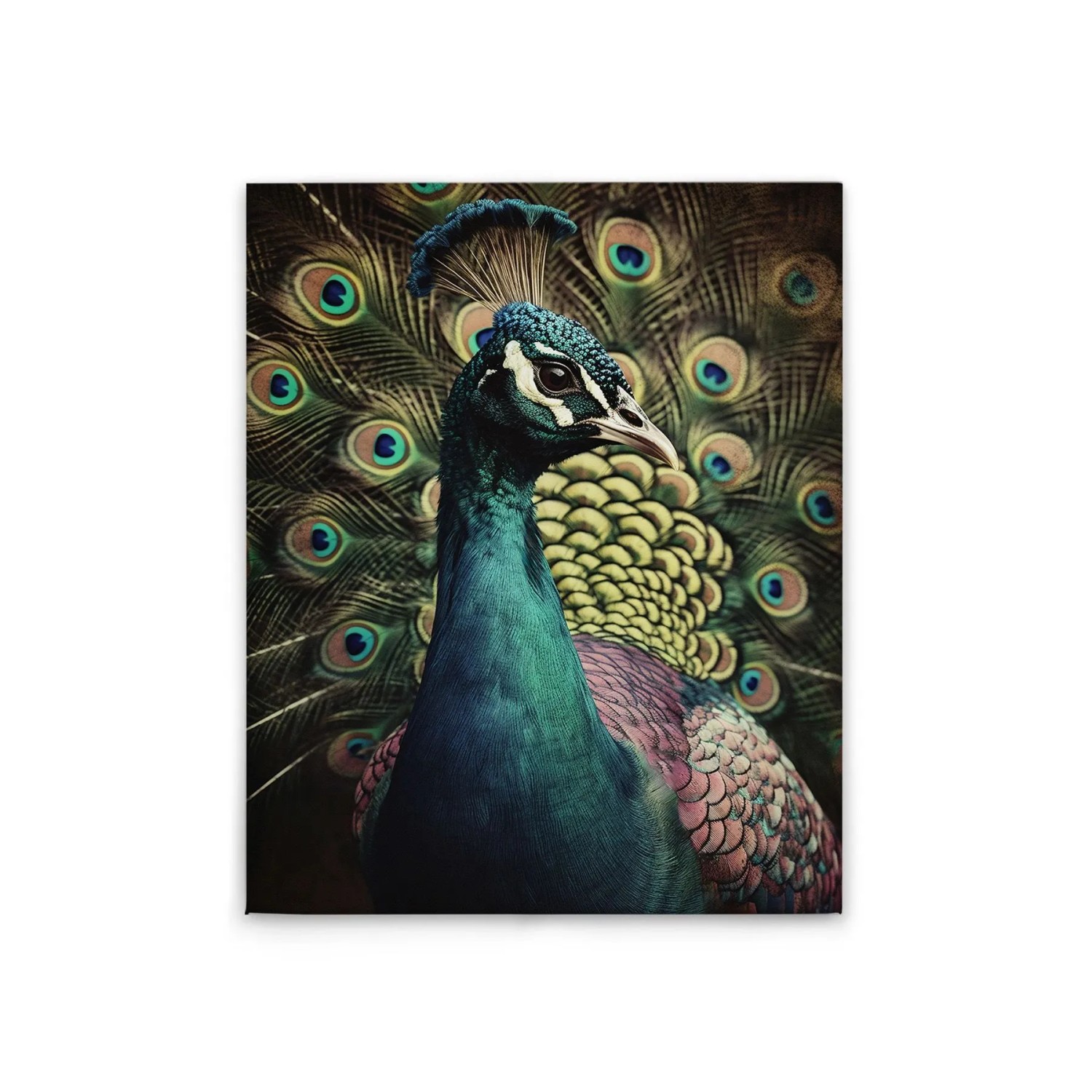 Tadessi Leinwandbild - M1-No.52251 - Pfau Portrait - 40 x 50 cm - Querformat