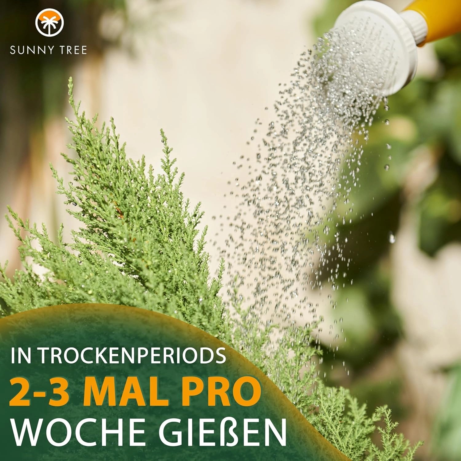 Bewässerung einer Sunny-Tree Zypresse. In Trockenperioden 2-3 mal pro Woche gießen.