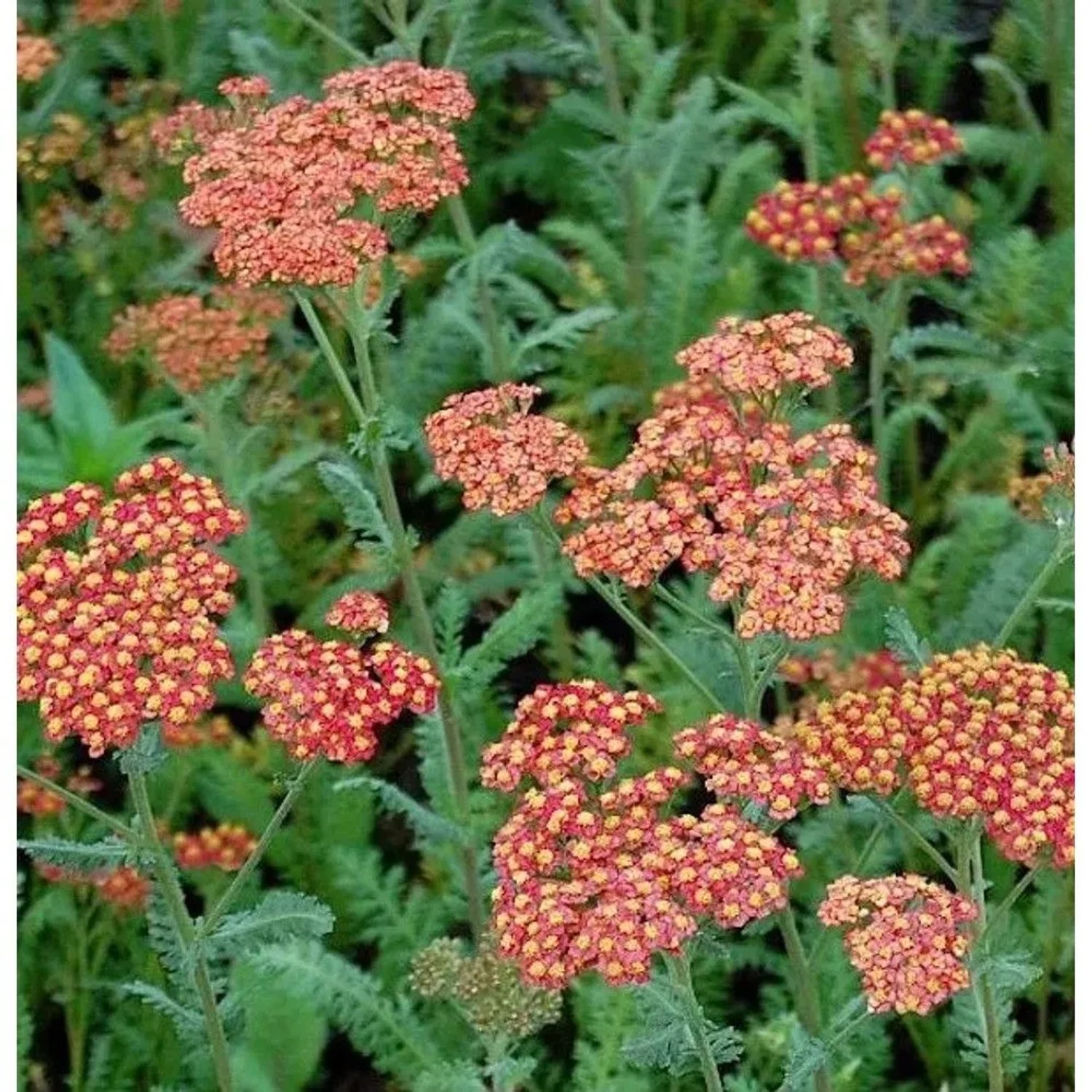 Schafgarbe Walter Funke - Achillea filipendulina