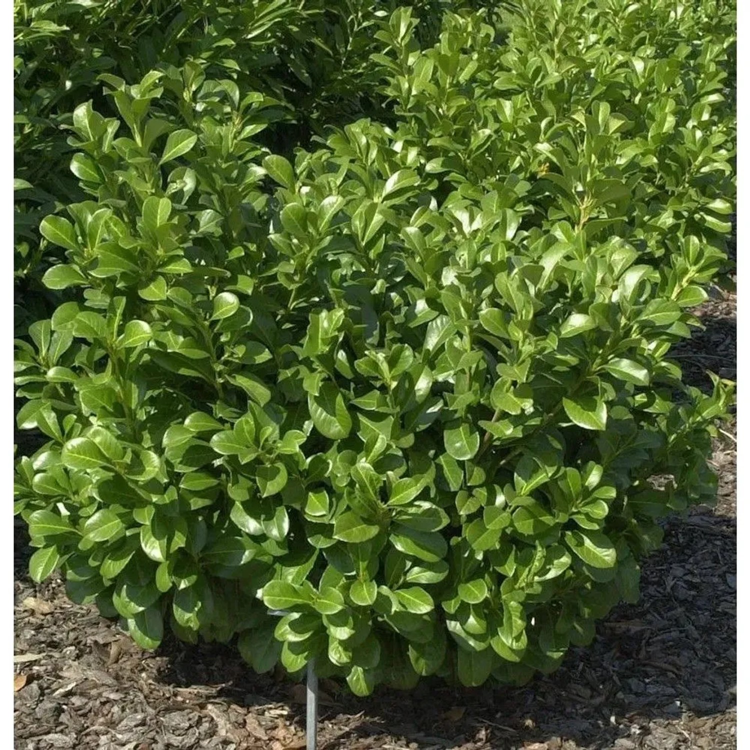 Lorbeerkirsche Etna 30-40cm - Prunus,aurocerasus
