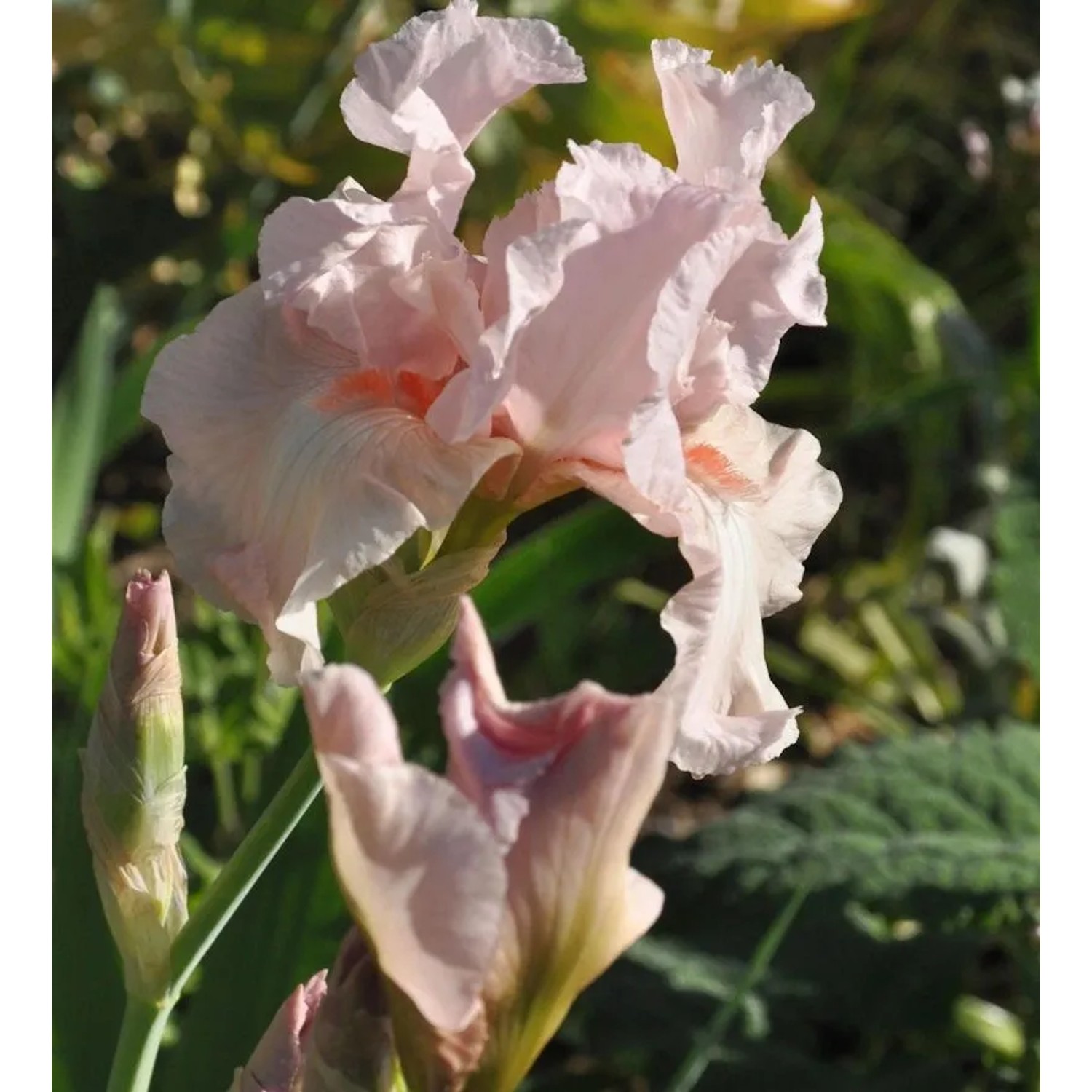 Schwertlilie Vanity - Iris barbata