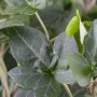 Detailaufnahme des immergrünen Efeu 'Plattensee' (Hedera Helix), eine robuste Kletterpflanze.
