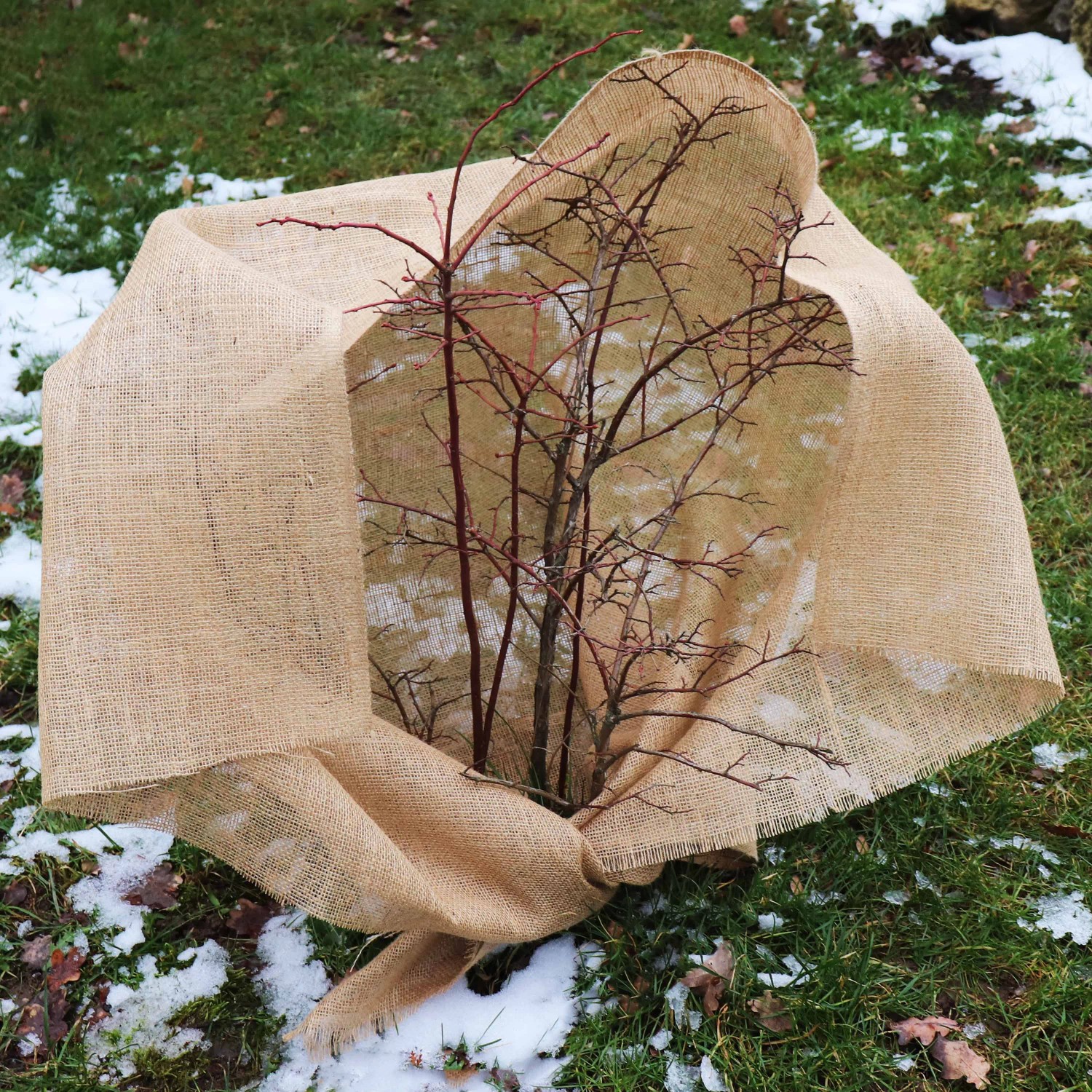 Eingepflanzter Baum mit Aquagart Jutegewebe als Winterschutz im Garten.