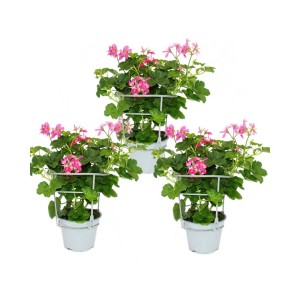 Set aus 3 rosa, hängenden Geranien (Pelargonium peltatum) im 12cm Topf für Balkon und Terrasse.