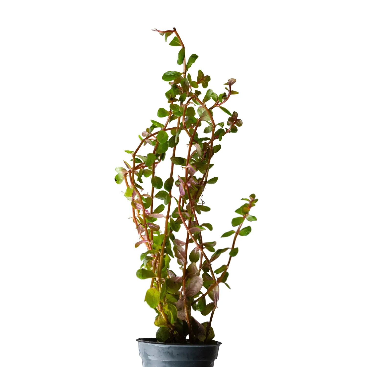 Rotala rotundifolia Blood Red