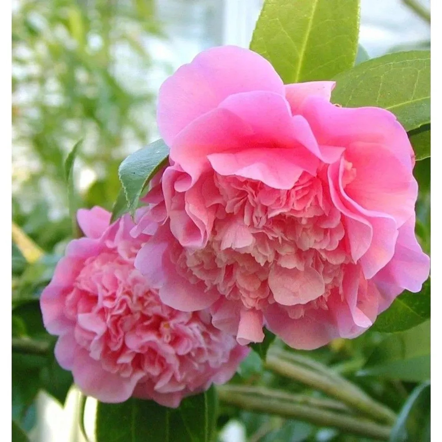 Hochstamm Rosa Kamelie Debbie 80-100cm - Camelia williamsii