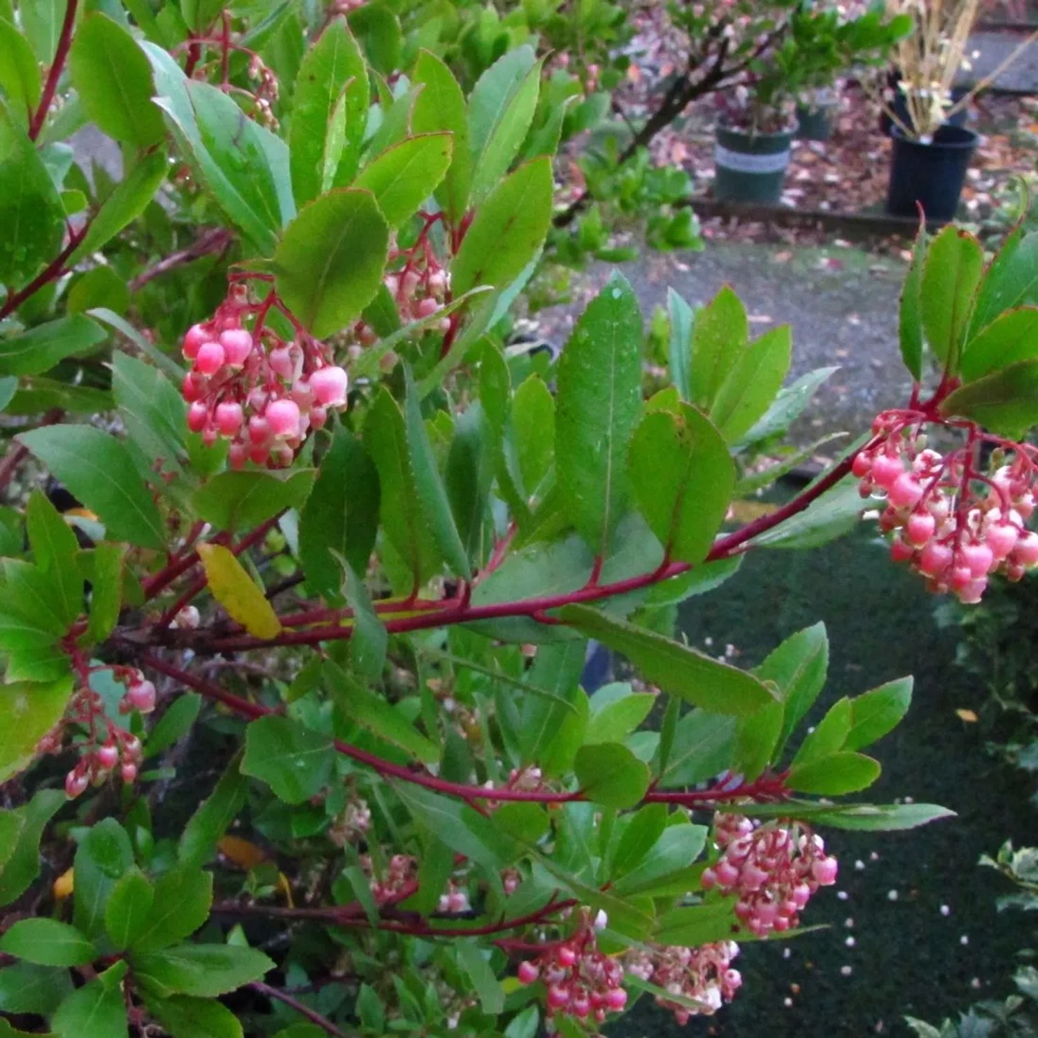 Erdbeerbaum 'Compacta' Arbutus unedo 40 bis 50 cm im Container Immergrün
