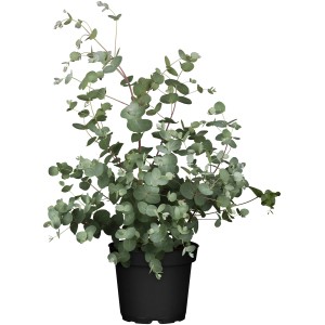 Eukalyptus Gunnii Azura im Topf, silberblaues Laub, duftender Strauch für Garten und Balkon.