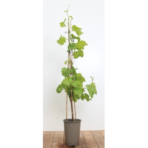 Weinrebe 'Isabella' im Topf, ca. 80-100 cm hoch, mit grünen Blättern und Rankhilfe.