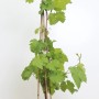 Weinrebe 'Isabella' im Topf, ca. 80-100 cm hoch, mit grünen Blättern und Rankhilfe.