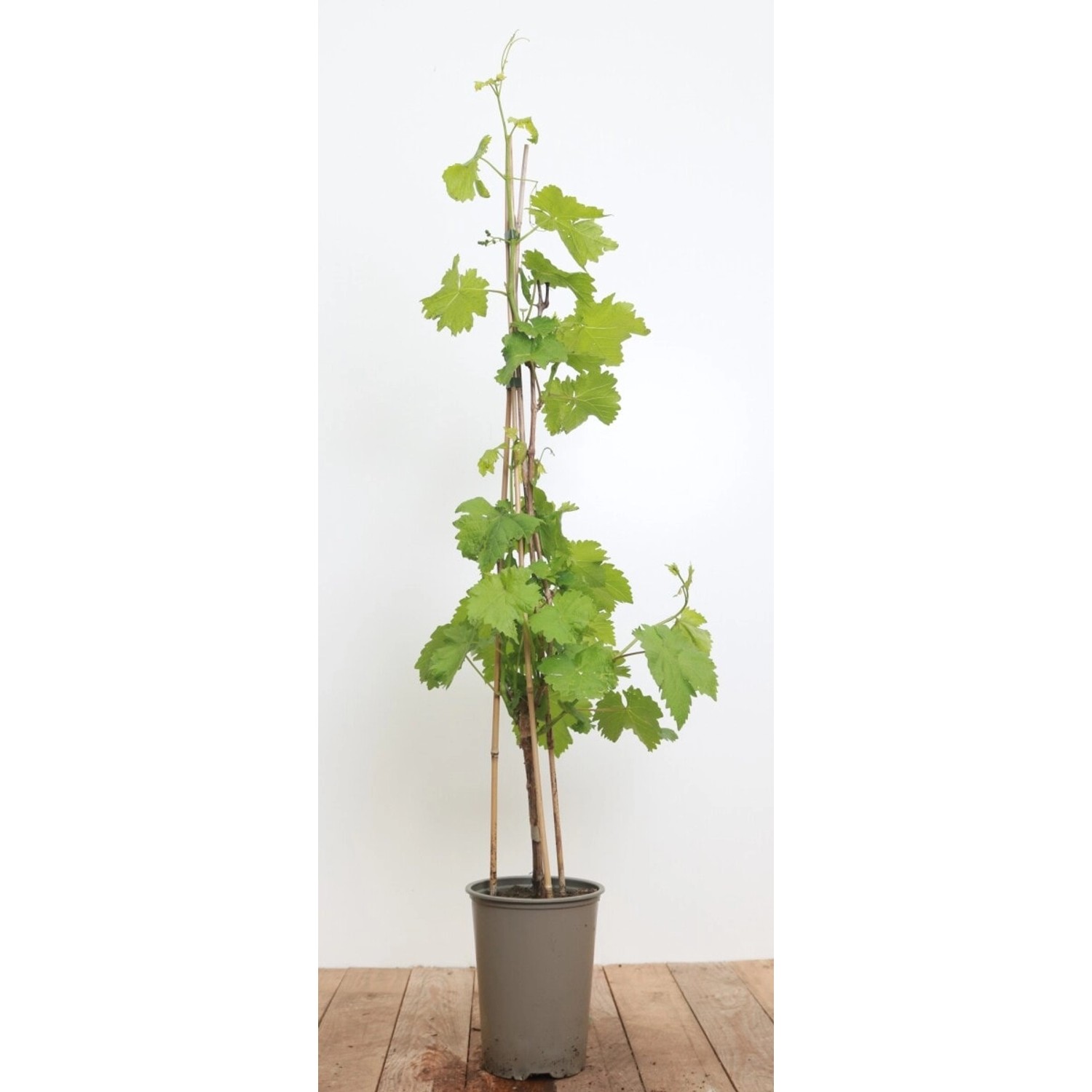 Vitis Vinifera Isabella Weinrebe 80–100 cm Dunkelblau günstig online kaufen