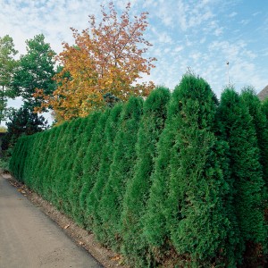 Smaragd Lebensbaum (Thuja occidentalis) als grüne Hecke, ca. 125-150cm hoch.
