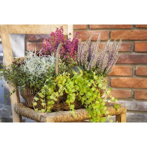 Pfennigkraut Lysimachia im Korb, verschiedene Bodendecker auf Holzstuhl vor Backsteinwand.