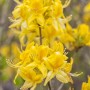 Blühender, gelber Rhododendron Luteum Golden Sunset Strauch (40–50 cm) im Detail.