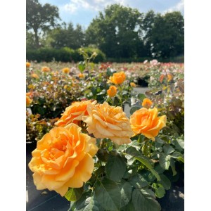 Beetrose 'Amber Queen' im Topf mit orange-gelben Blüten, Nahaufnahme.