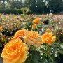 Beetrose 'Amber Queen' im Topf mit orange-gelben Blüten, Nahaufnahme.