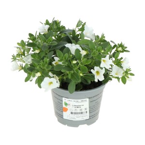 GROW by OBI Zauberglöckchen Lia Glaze White im Topf, weiße Sommerblume für Balkon und Garten.