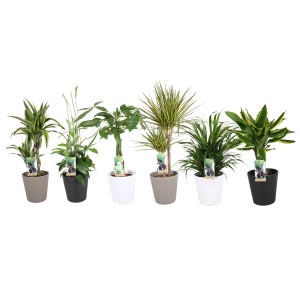 Verschiedene Grünpflanzen im Keramiktopf, Topf-Ø ca. 17 cm.