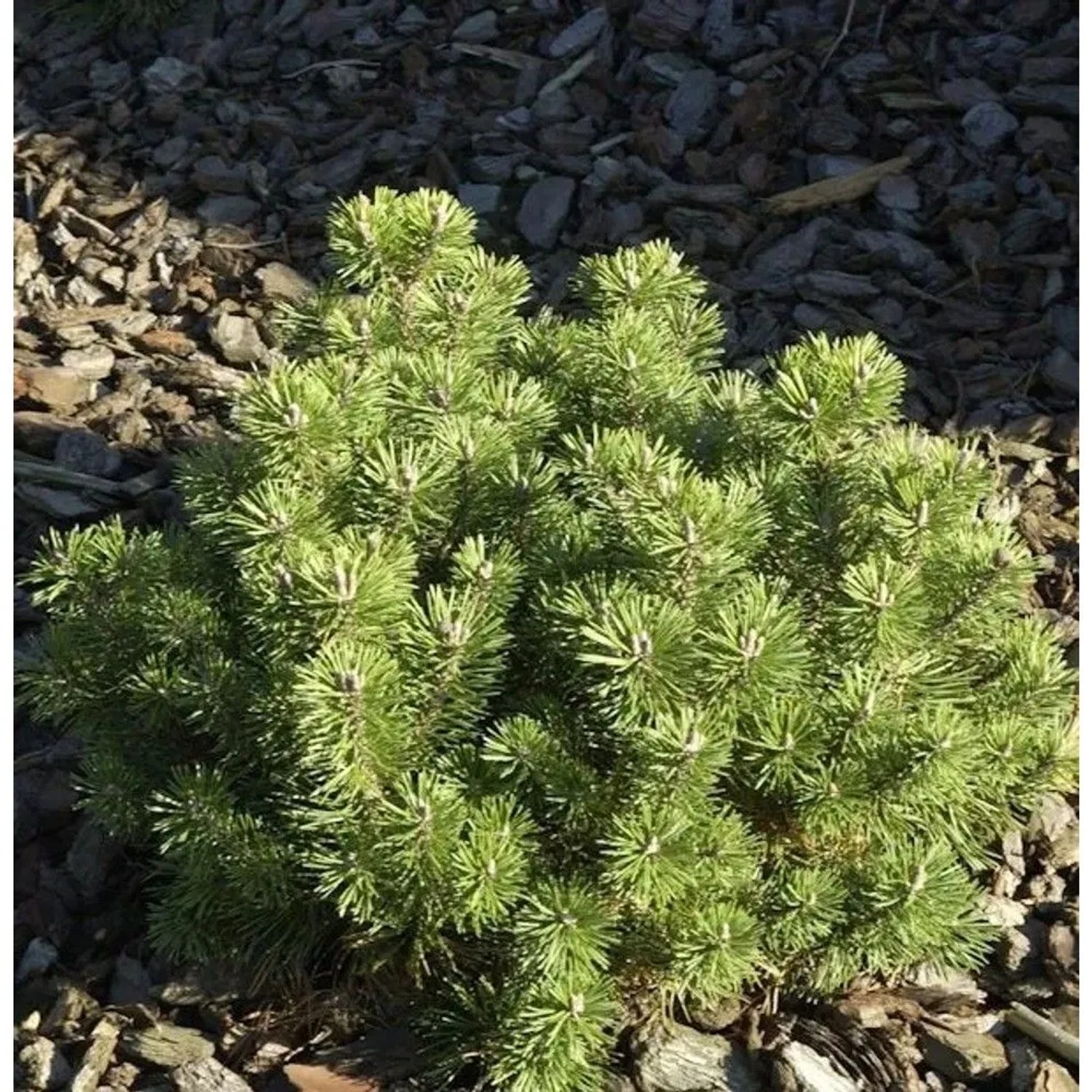 Kugelkiefer Mops 30-40cm - Pinus mugo