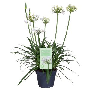 Schmucklilie Summer Love Weiß im Topf, ca. 40cm hoch. Agapanthus mit weißen Blüten.