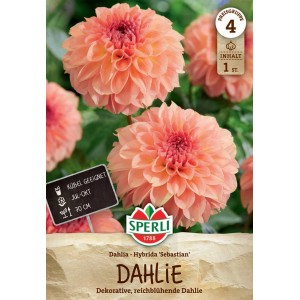 Sperli Dahlie Sebastian, lachsfarbene, dekorative Dahlie mit üppigen Blüten.