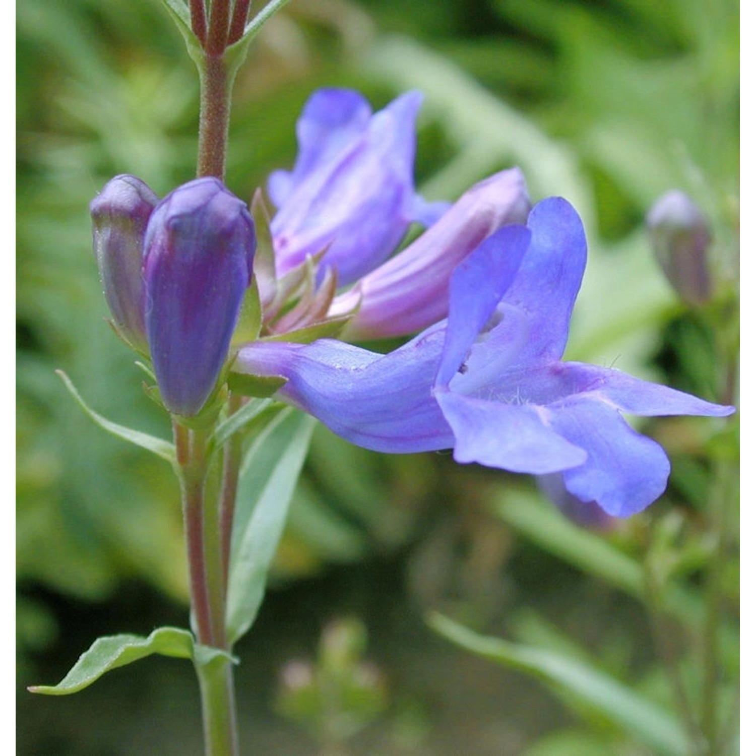 Großblütiger Bartfaden Catherine de la Mere - Penstemon scouleri günstig online kaufen