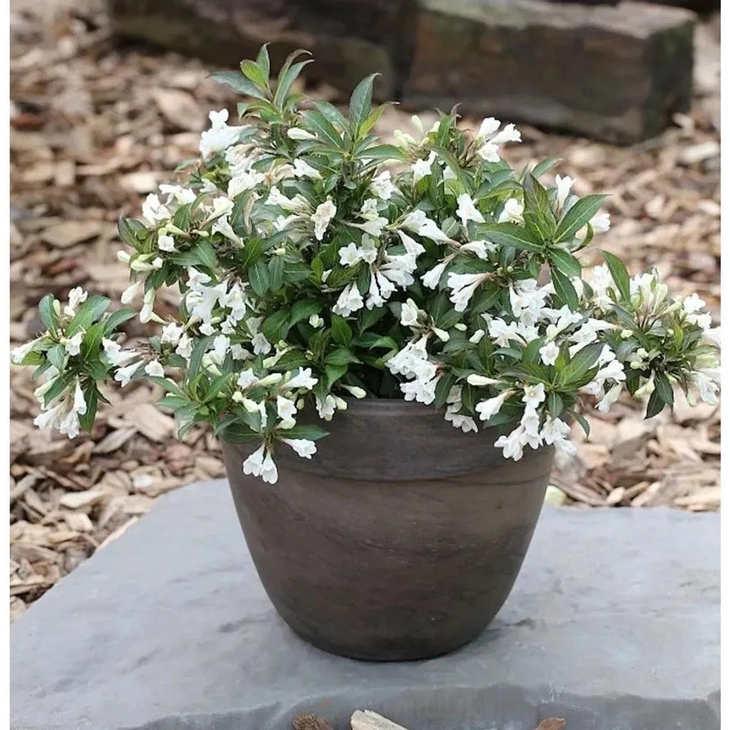 Weigelie Black and White 30-40cm - Weigela florida