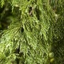 Detailaufnahme der Nootka-Scheinzypresse 'Pendula' mit hängenden, grünen Zweigen.