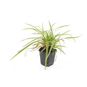 Goldrand Segge (Carex morrowii 'Aureovariegata') im 9cm Topf, Ziergras für Bodendeckung, 40er Set.