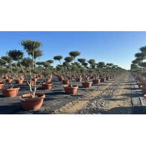 Sunny-Tree Olivenbaum Pompon Olea Europaea Winterharter Olivenbaum 150 cm  Fruchttragend und 20 Jahre alt