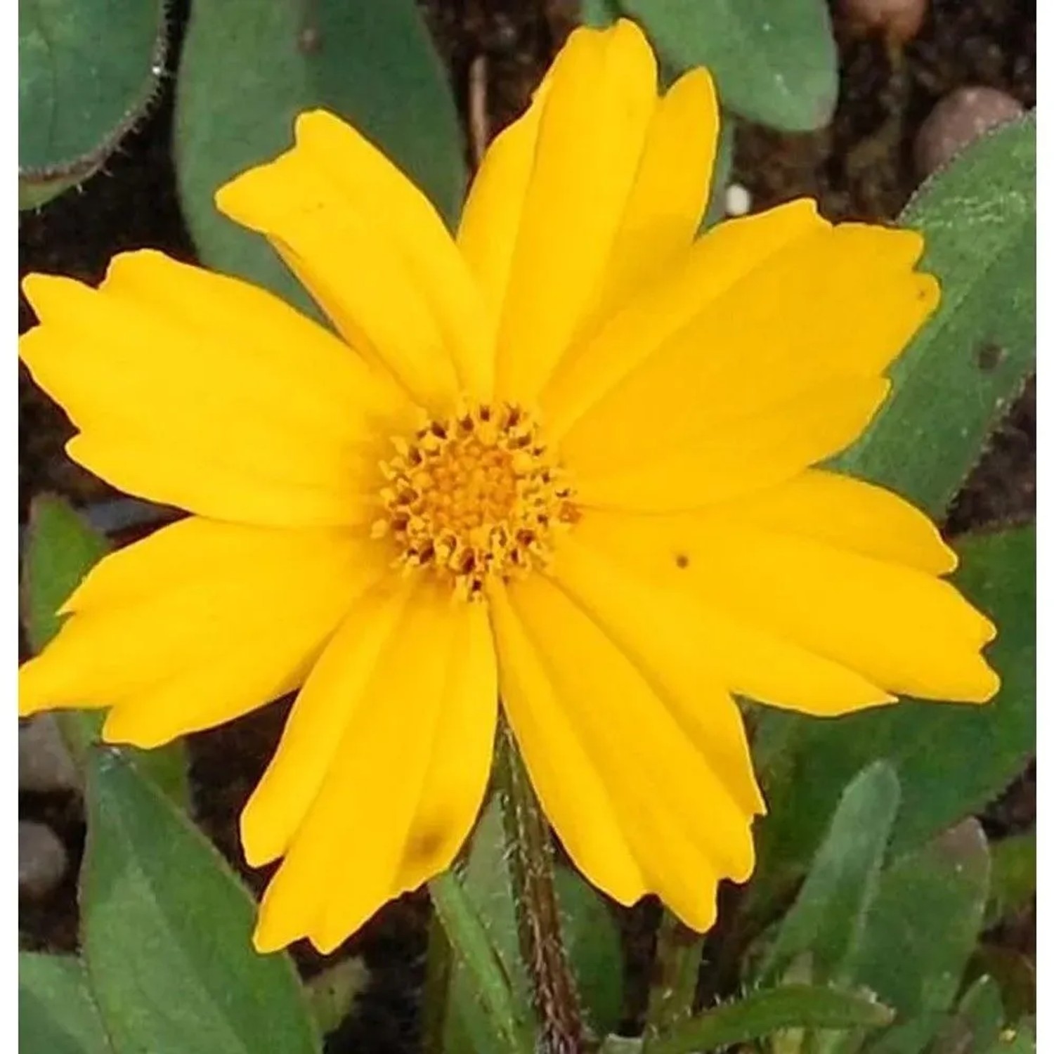Mädchenauge Christchurch - Coreopsis grandiflora