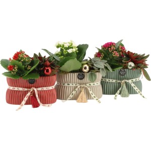 Winterliches Pflanzen-Arrangement im Keramikgefäß Farbenauswahl Topf-Ø ca. 14 cm