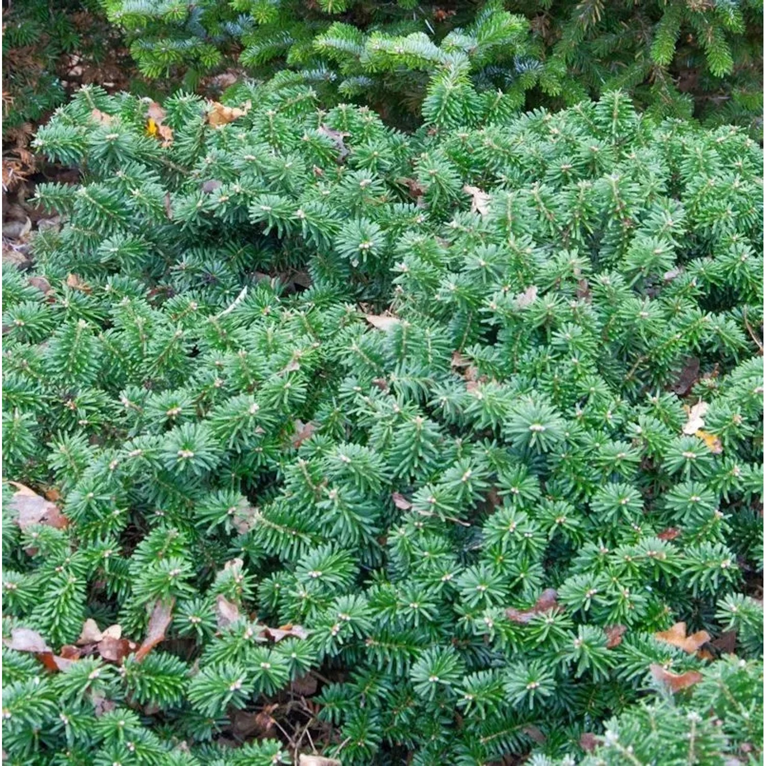 Flache Koreatanne Dark Hill 50-60cm - Abies koreana