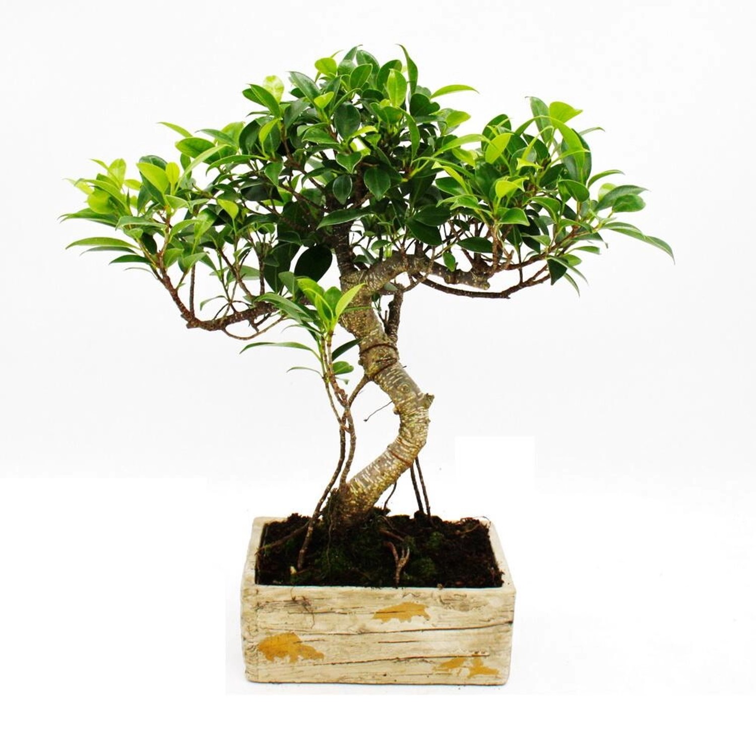 Exotenherz Bonsai für Zimmer in Moderner Trendkeramik Zimmerbonsai Ficus 8 günstig online kaufen