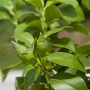 Nahaufnahme eines jungen Zitrusbaums mit grünen Blättern und kleinen Früchten. GROW by OBI Zitrusdünger.