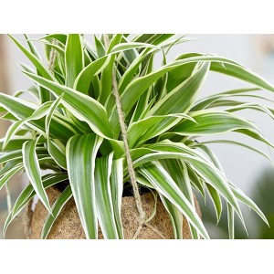 GROW by OBI Grünlilie Hawaiian Höhe ca. 25 cm Topf Ø 12 cm Chlorophytum Comosum