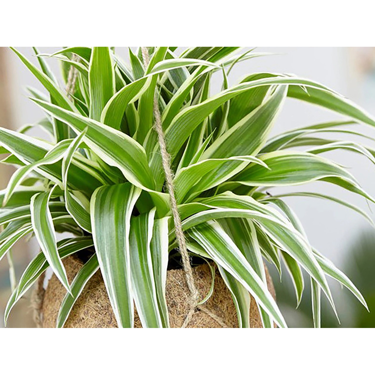 GROW by OBI Grünlilie Hawaiian Höhe ca. 25 cm Topf Ø 12 cm Chlorophytum Comosum_2