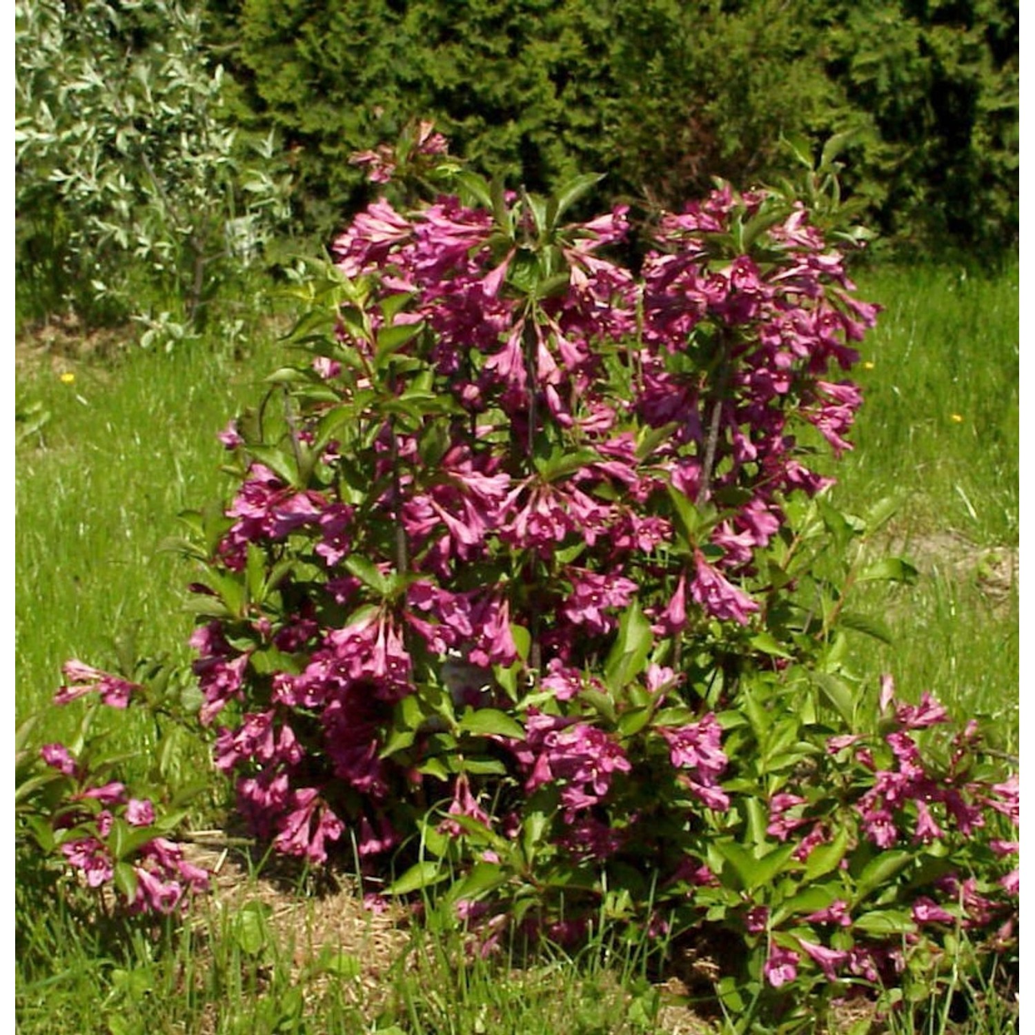 Liebliche Weigelie Big Love 30-40cm - Weigela florida günstig online kaufen