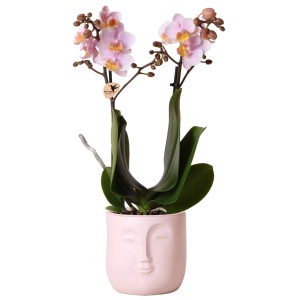 Rosa Schmetterlingsorchidee (Phalaenopsis) im Topf mit Gesicht, ca. 35-40 cm hoch.