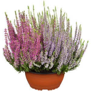 Besenheide 'Garden Girls' im Topf, ca. 23 cm Ø, mit rosa und lila Blüten.