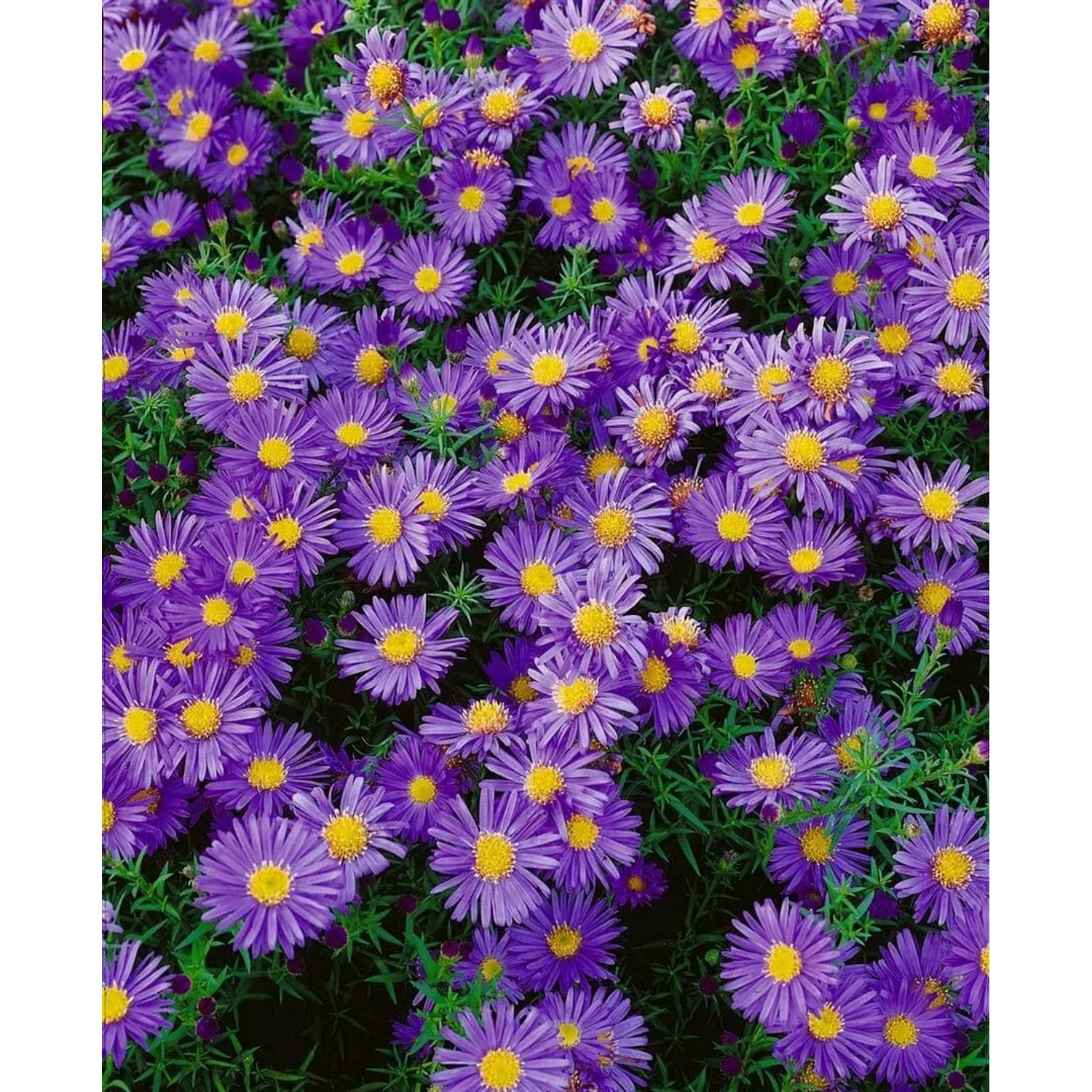 Aster Dumosus Amethyst Kissenaster 2 Liter Container