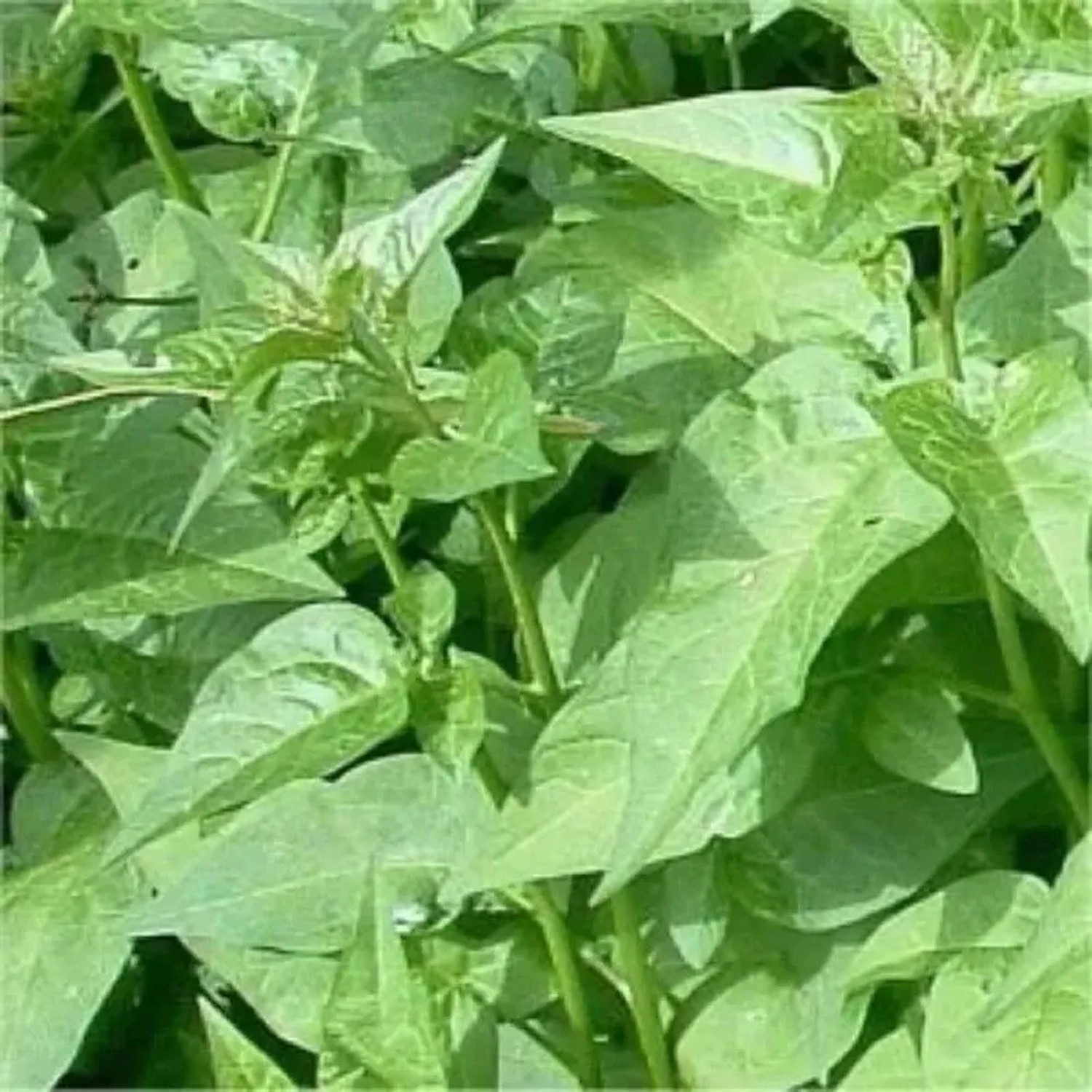 Bittersüßer Nachtschatten - Solanum dulcamara